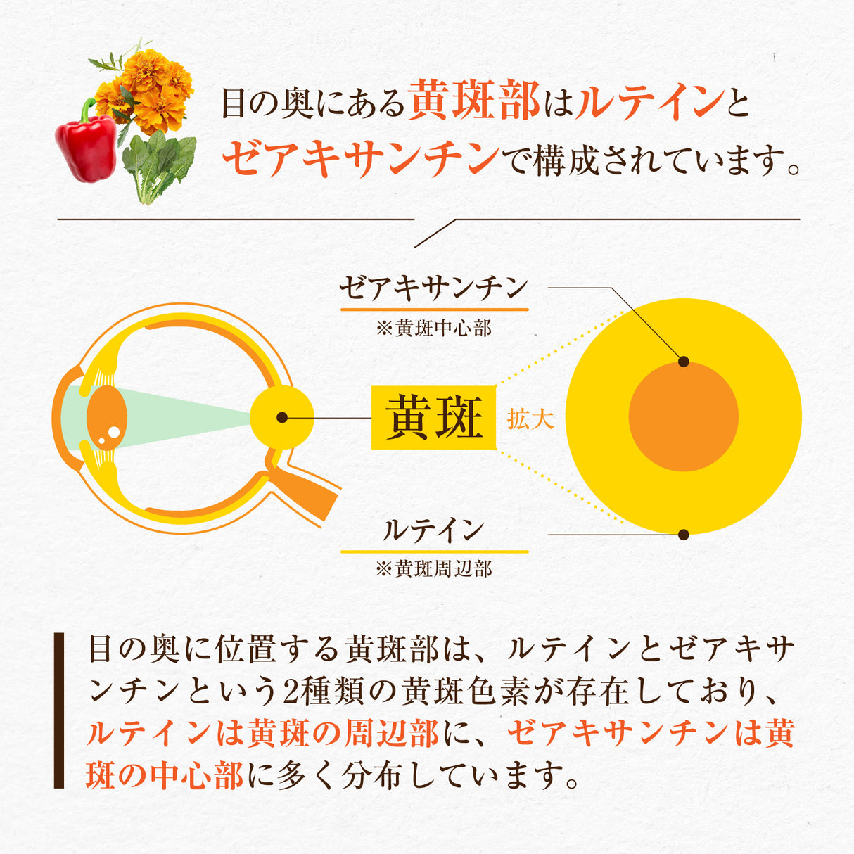 ルテイン サプリメント