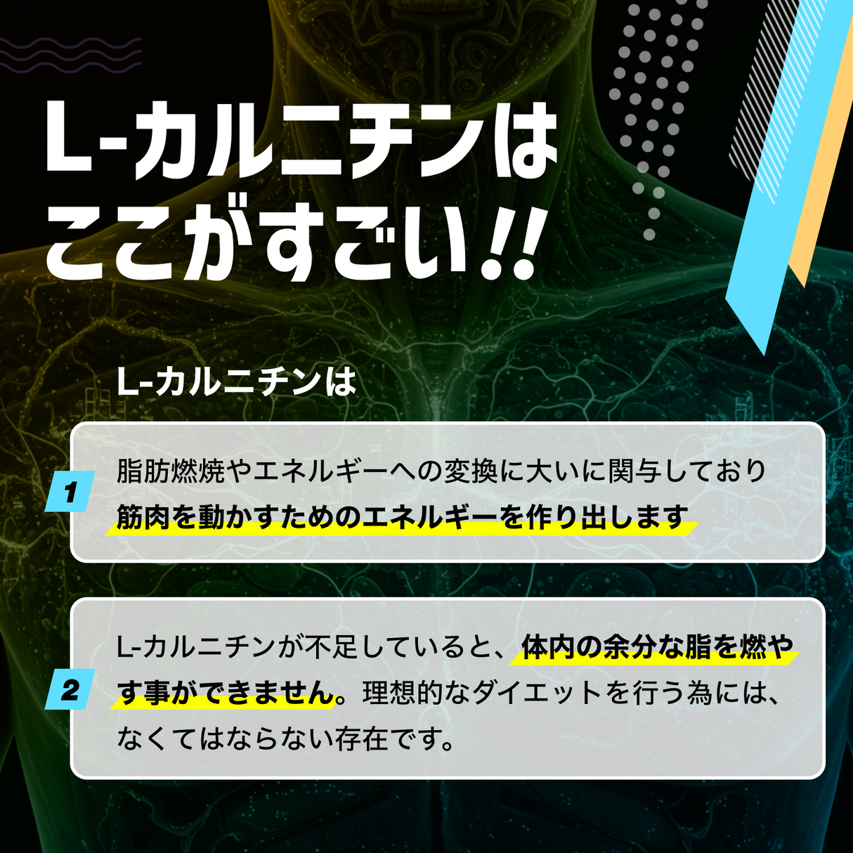 カルニチン サプリメント