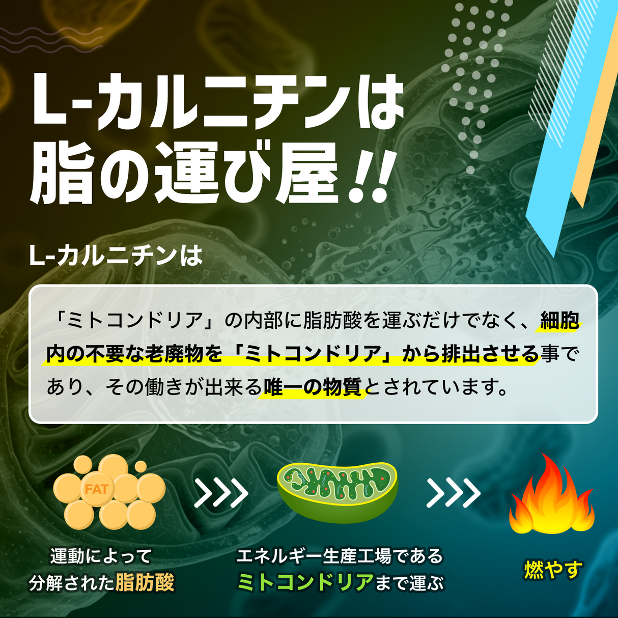 カルニチン サプリメント