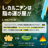 カルニチン サプリメント